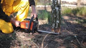 Professional Tree Removal and Landscaping Services in Tangerine, FL